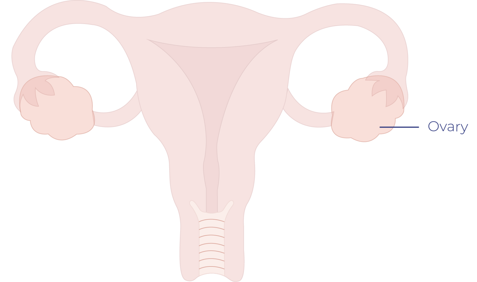 pleural mesothelioma recovery